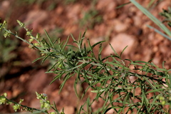 Ocimum angustifolium
