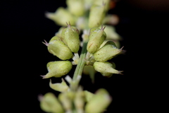 Ocimum angustifolium