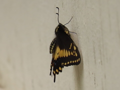 Papilio polyxenes americus