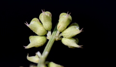 Ocimum angustifolium
