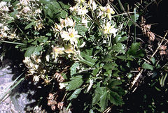 Farinopsis salesoviana