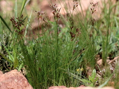 Bulbostylis burchellii
