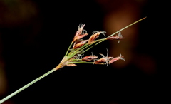 Bulbostylis burchellii