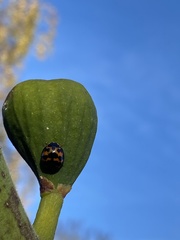 Harmonia axyridis