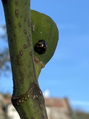 Harmonia axyridis