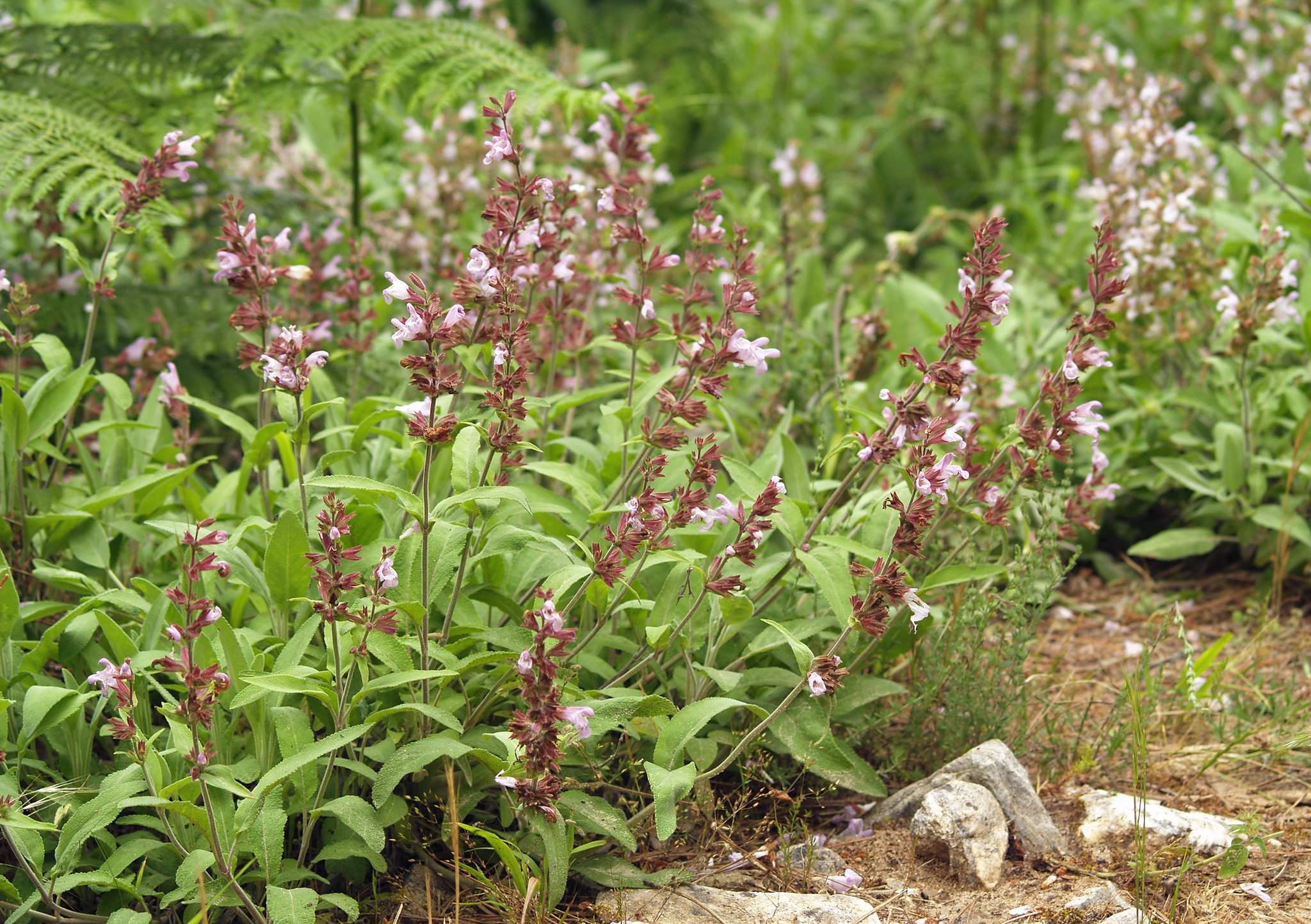 Echte Salbei (Salvia officinalis): Herkunft und Verwendung — foto 3