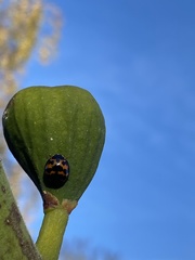 Harmonia axyridis