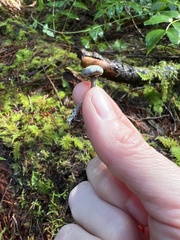 Tephrocybe
