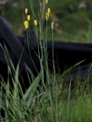 Eriospermum abyssinicum