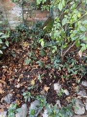 Hypomyces chrysospermus