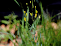 Eriospermum abyssinicum