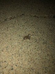 Gryllodes sigillatus