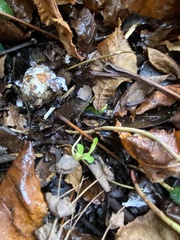 Hypomyces chrysospermus