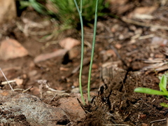 Eriospermum abyssinicum