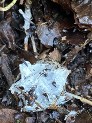 Hypomyces chrysospermus