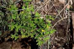 Leobordea divaricata