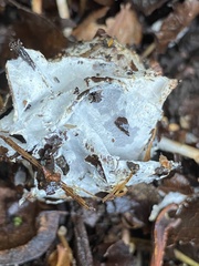 Hypomyces chrysospermus