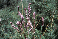 Myricaria germanica