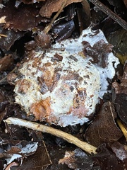 Hypomyces chrysospermus