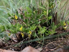 Leobordea divaricata