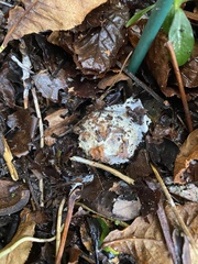 Hypomyces chrysospermus