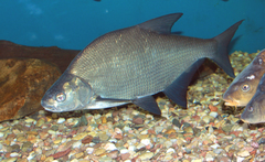 Common Bream photo 1