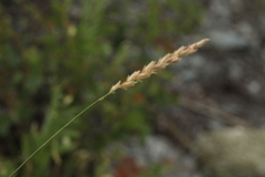 Agropyron krylovianum