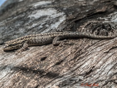 Lygodactylus keniensis