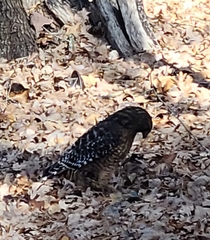 Buteo lineatus lineatus