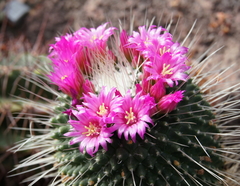 Mammillaria