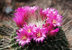 Mammillaria