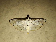 Pycnarmon