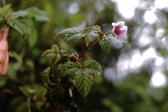 Rubus coriaceus