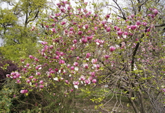 Magnolia