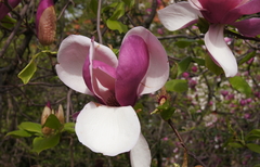 Magnolia