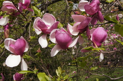 Magnolia