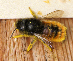 Osmia cornuta