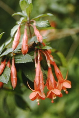 Fuchsia ampliata