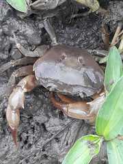 Parathelphusa convexa