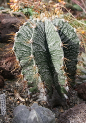 Astrophytum