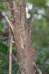 Acoelorraphe wrightii