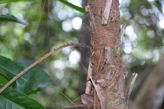 Acoelorraphe wrightii