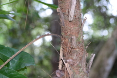 Acoelorraphe wrightii