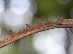 Acoelorraphe wrightii