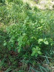 Cornus sericea sericea