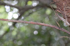 Acoelorraphe wrightii