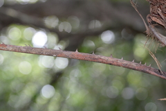 Acoelorraphe wrightii