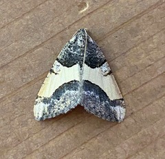 Frederickia hypaethrata