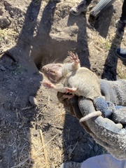 Thomomys bottae centralis