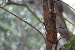 Acoelorraphe wrightii